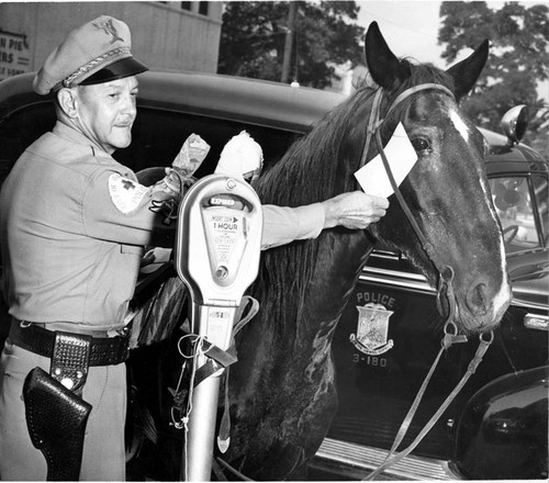 Horse receives a parking ticket in Glendale, 1949