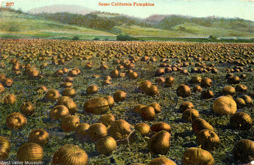 A field of pumpkins in Calabasas, circa 1910