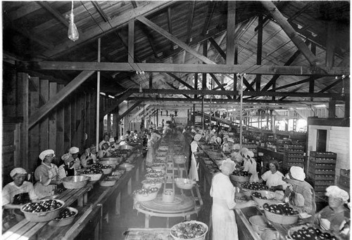 Women workers at Hinkley Beach Canning Company