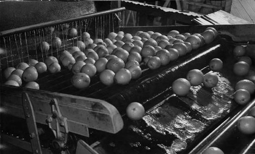 Waxing oranges, circa 1935-1945