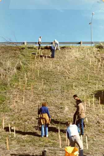 Sepulveda Wildlife Reserve planting, 1980