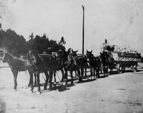 Pumpkins from Calabasas, 1920