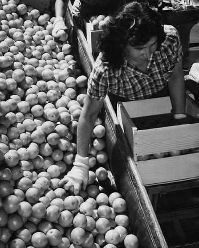Packing oranges, Canoga Citrus Association, Canoga Park, circa 1935-1945