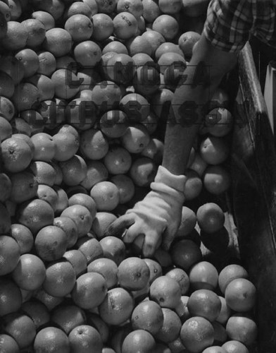 Orange packing, Canoga Citrus Association packing house, Canoga Park, circa 1935-1945