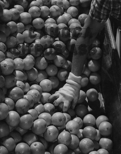 Packing oranges, circa 1935-1945