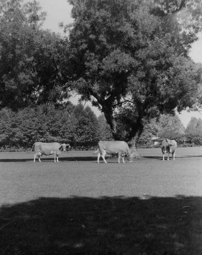Grazing cows at Adohr Farms, circa 1935-1937