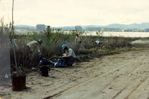 Sepulveda Wildlife Reserve planting, 1981