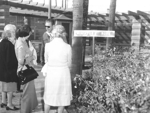 Glendale Parks Department pruning demonstration, 1979