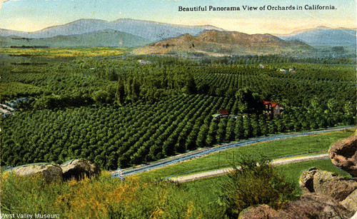 Orchards in Chatsworth, circa 1920