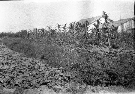 Halverson farm, 1926