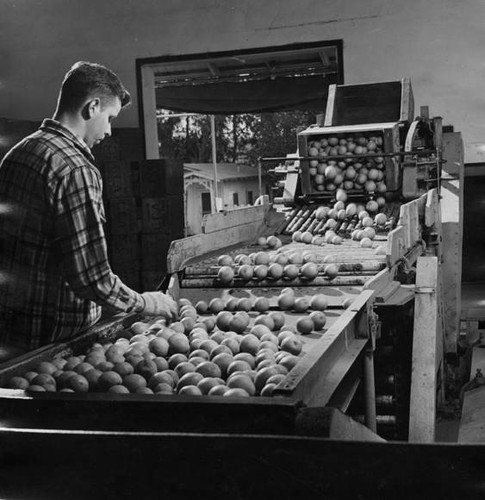 Inspecting oranges, circa 1935-1945