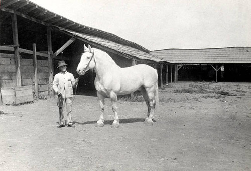 Peter Amestoy with Ranch Stallions, Rancho Los Encinos