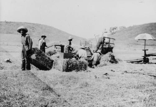 Brant Ranch, harvesting hay, 1913