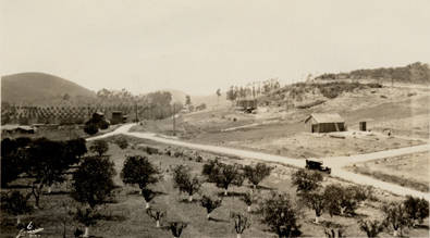 Vineyards around 1920