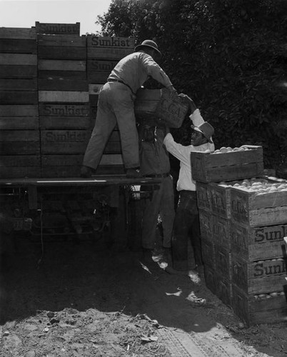 Orange harvesting, Canoga Citrus Association orchard, Canoga Park, circa 1935-1945