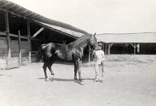 Peter Amestoy with Ranch Stallions, Rancho Los Encinos