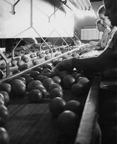 Orange sorting, Canoga Citrus Association packing house, Canoga Park, circa 1935-1945