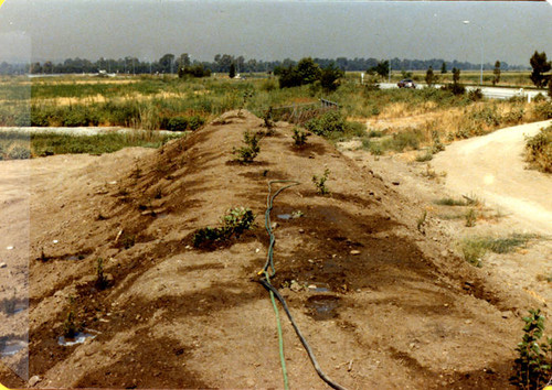 Sepulveda Wildlife Reserve planting, Spring 1980