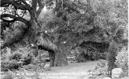 Oak of Peace postcard, circa 1960s (front)