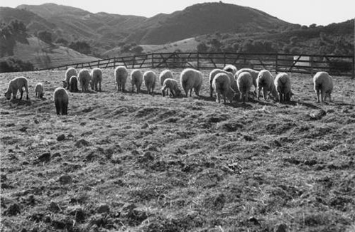 Sheep grazing, Park Moderne, Calabasas, circa 1940s