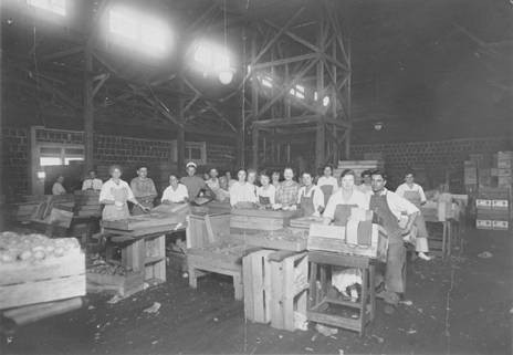 San Fernando Heights Lemon Association packing house, 1918