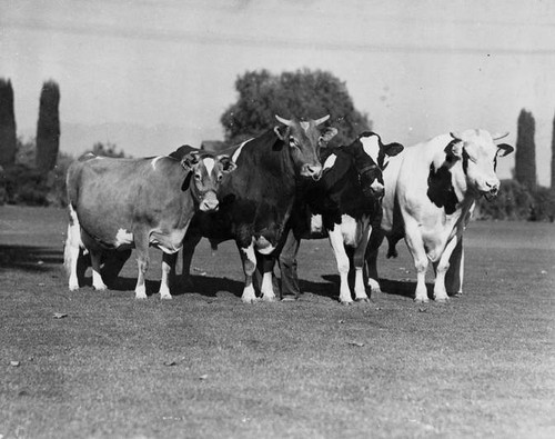 Adohr Farms four Grand Champions from 1937