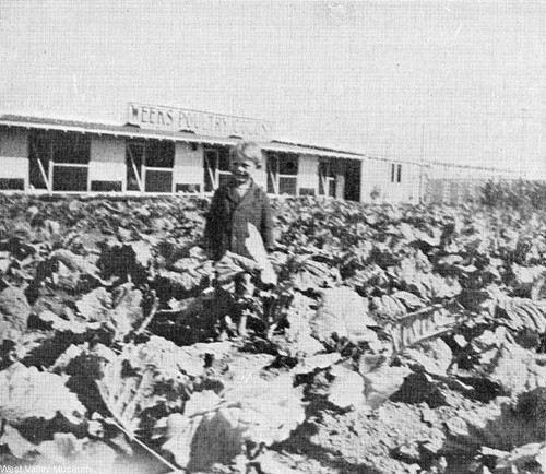 Junior Weeks in a field of cabbage around 1927