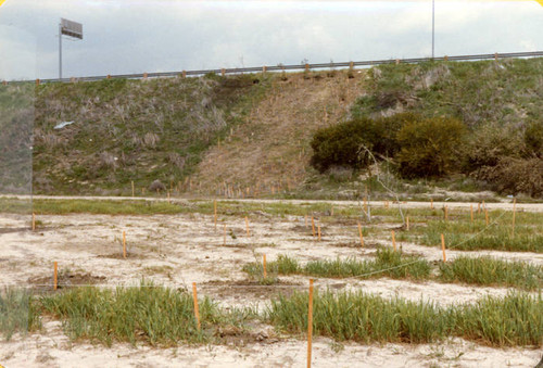 Sepulveda Wildlife Reserve planting, 1980