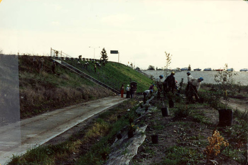 Planting at the Sepulveda Wildlife Reserve, 1981