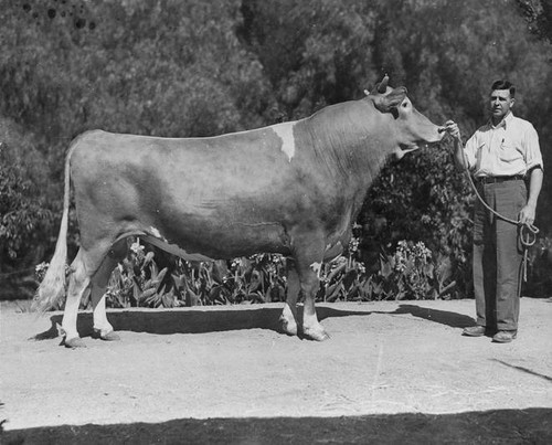 Corium Slogan with Oliver, National Grand Champion Guernsey Bull, circa 1937