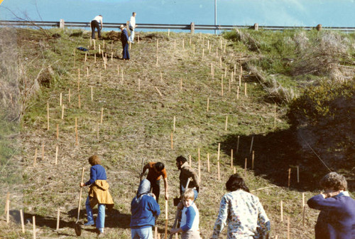 Sepulveda Wildlife Reserve planting, 1980