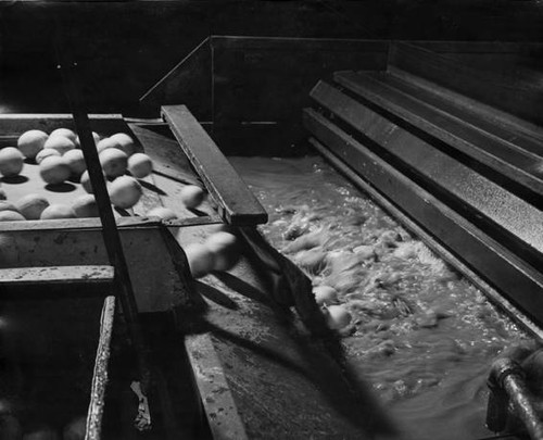 Washing oranges, circa 1935-1945