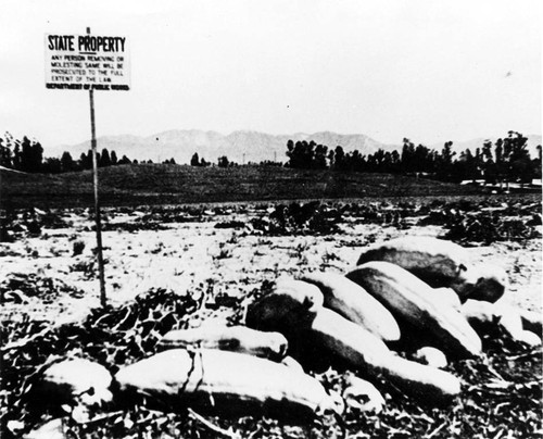 Squash field at CSUN campus site, 1955 or early 1956