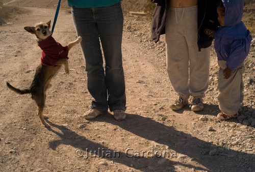 Dog on leash, Juárez, 2007