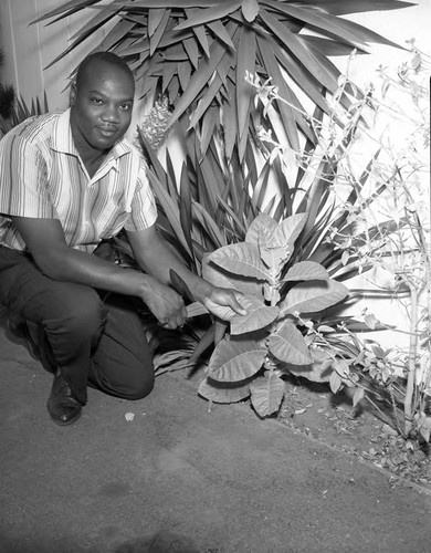 Tobacco Plant, Los Angeles, 1962