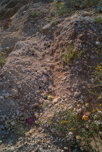 Mass grave, Juárez, 2009