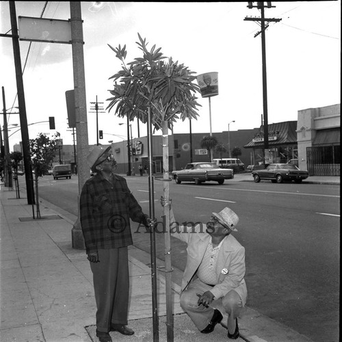 Men examining a newly planted tree, Los Angeles, ca. 1965