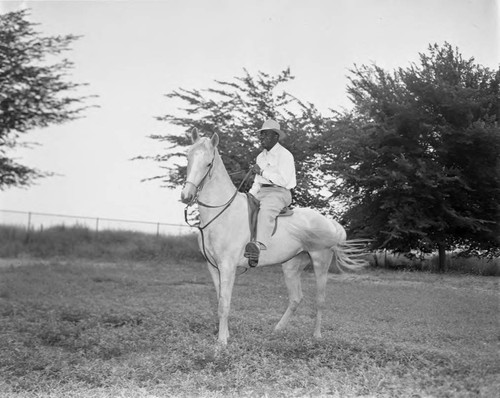 Stunt horse, Los Angeles