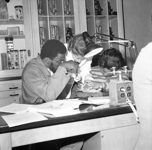 Students studying in a biology in Lab at Compton College, Compton, 1972