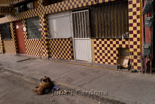 Dog In Front of Hotel, Juárez, 2007