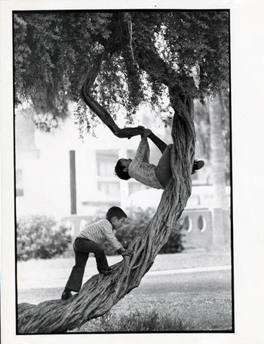 Two boys climbing a tree