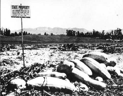 Squash field at the site of the future CSUN campus, 1955 or early 1956