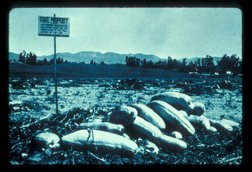 Squash field at the site of future CSUN campus, ca. 1955