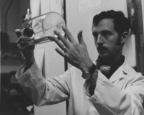 Dr. Steven Oppenheimer works in his laboratory, 1975