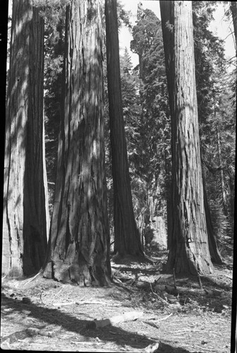 Giant Sequoias, Sequoia Group