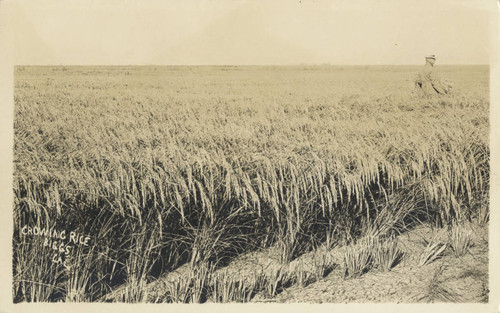 Rice Field In Biggs