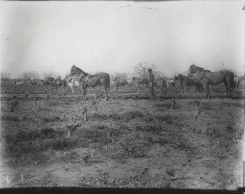 Stanford Vina Ranch