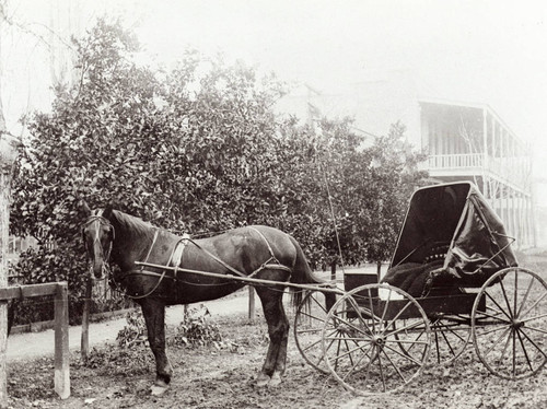 Horse and buggy