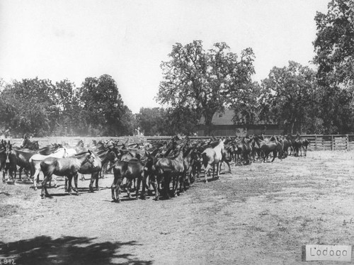 Lodoga Horse Ranch