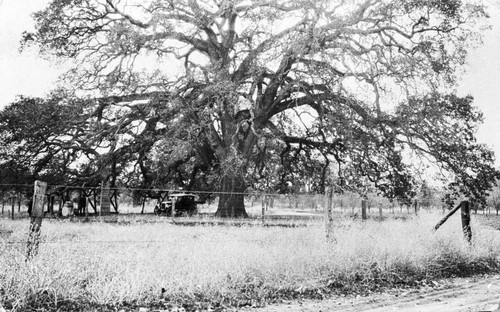 Hooker Oak